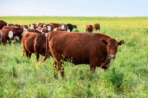 Pampas Kırsalında Sığırlar, Arjantin Et Üretimi, La Pampa, Arjantin.
