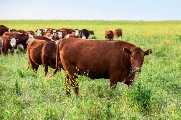 Βοοειδή Στην Επαρχία Pampas Παραγωγή Κρέατος Αργεντινής Pampa Αργεντινή Εικόνα Αρχείου