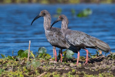 Plumbeous ibis, Baado La Estrella, Formosa Province, Argentina. 