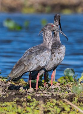 Plumbeous ibis, Baado La Estrella, Formosa Province, Argentina.  clipart