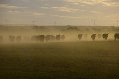 Pampas Kırsalında Sığırlar, Arjantin Et Üretimi, La Pampa, Arjantin.