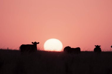 Cattle herd in Pampas Landscape, La Pampa Province, Patagonia, Argentina.