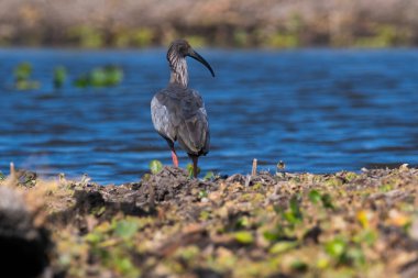 Plumbeous ibis, Baado La Estrella, Formosa Province, Argentina.  clipart