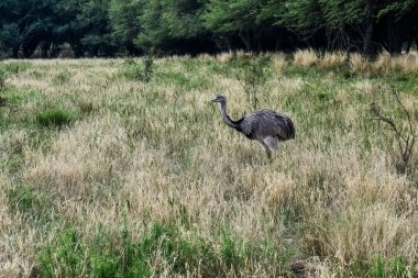 Büyük Rhea, Rhea americana Calden Ormanı, La Pampa, Arjantin.