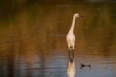 Snowy Egret, Egretta thula, perched, La Pampa Province, Patagonia, Argentina.