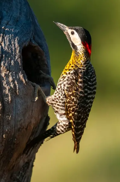 stock image Green barred Woodpecker in forest environment, La Pampa province, Patagonia, Argentina.