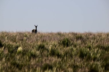 Female Blackbuck Antelope in Pampas plain environment, La Pampa province, Argentina