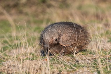 Hairy Armadillo in grassland environment, Peninsula Valdes, Patagonia, Argentina