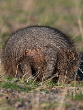 Hairy Armadillo in grassland environment, Peninsula Valdes, Patagonia, Argentina