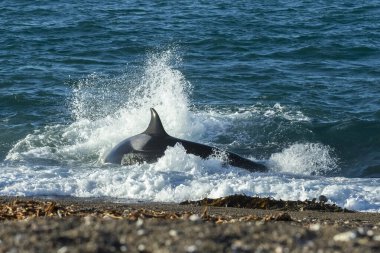 Killer Whale, Orca, hunting a sea lion pup, Peninsula Valdes, Patagonia Argentina