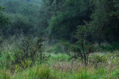 Raindrops in the Calden forest, La Pampa Province, Patagonia, Argentina.