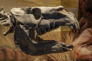 Toxodon fossil skeleton, Patagonia, Argentina. clipart