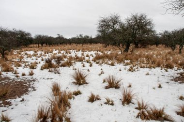 Snowy landscape in Calden Forest environment in La Pampa, Patagonia,  Argentina. clipart