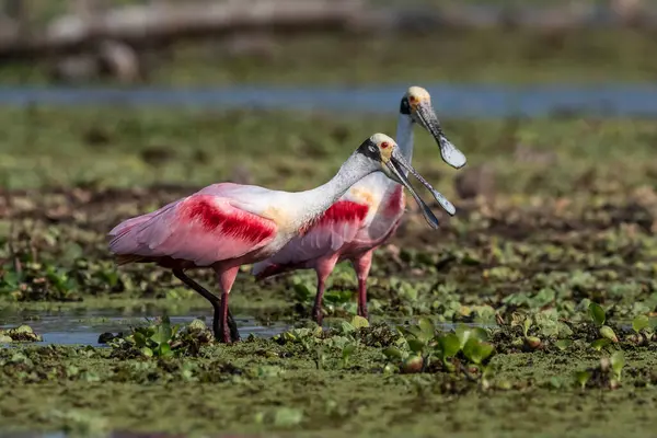 stock image Roseate spoonbill, Platalea ajaja, La Estrella Marsh, Formosa Province, Argentina.