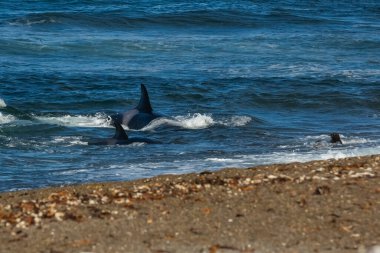 Killer Whale, Orca, hunting a sea lion pup, Peninsula Valdes, Patagonia Argentina