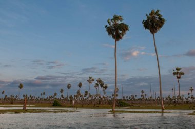 La Estrella Marsh Palm landscape, Formosa province, Argentina.