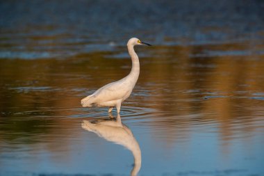 Snowy Egret, Egretta thula , perched, La Pampa Province, Patagonia, Argentina.