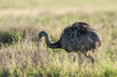 Greater Rhea, Rhea americana, La Pampa , Patagonia, Argentina