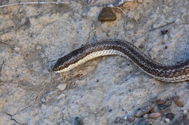 Mousehole Snake, Philodryas burmeisteri, Peninsula Valdes, Chubut Province, Patagonia, Argentina. clipart