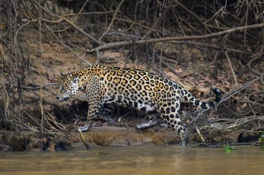 Jaguar in Mato Grosso forest environment,Pantanal,Brazil