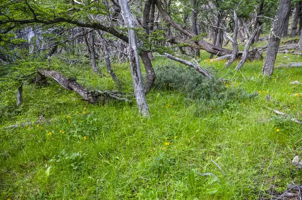 stock image Patagonia Forest environment,  Los Glaciares National Park, Santa Cruz, Argentina