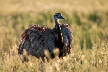 Greater Rhea, Rhea americana, La Pampa , Patagonia, Argentina