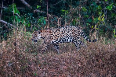 Jaguar in Mato Grosso forest environment,Pantanal,Brazil
