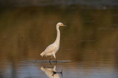 Snowy Egret, Egretta thula , perched, La Pampa Province, Patagonia, Argentina.