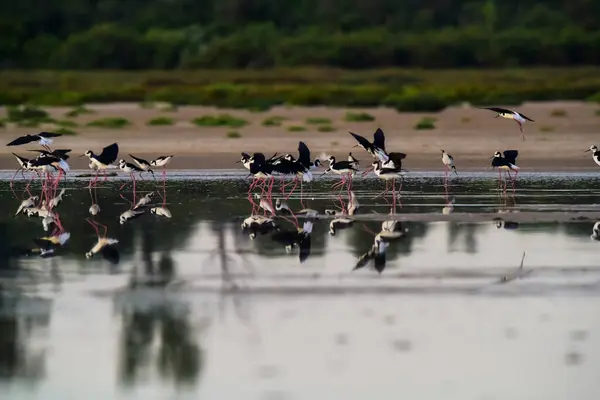 stock image Southern Stilt, Himantopus melanurus in flight, Ansenuza National Park, Cordoba Province, Argentina