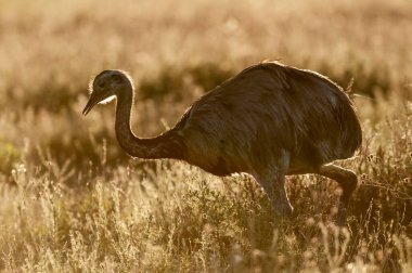 Greater Rhea, Rhea americana, La Pampa , Patagonia, Argentina