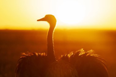 Greater Rhea, Rhea americana, La Pampa , Patagonia, Argentina