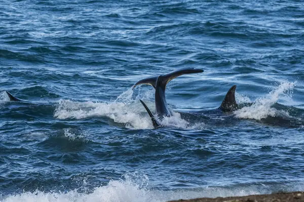 stock image Killer Whale, Orca, hunting a sea lion pup, Peninsula Valdes, Patagonia Argentina