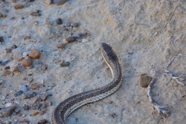 Mousehole Snake, Philodryas burmeisteri, Peninsula Valdes, Chubut Province, Patagonia, Argentina. clipart