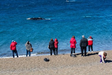 Tourists watching whales, observation from the coast clipart