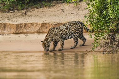 Jaguar in Mato Grosso forest environment,Pantanal,Brazil