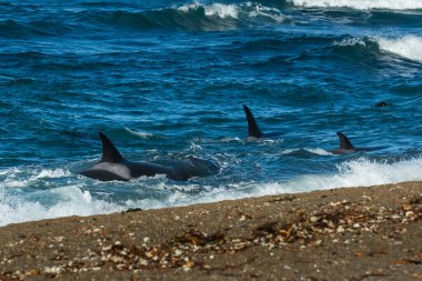 Killer Whale, Orca, hunting a sea lion pup, Peninsula Valdes, Patagonia Argentina