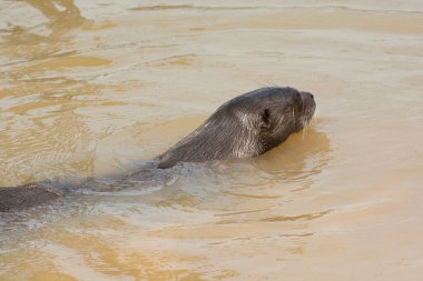 Giant river otter, Pteronura brasiliensis, Endangered specie, Cuiab River, Pantanal, Mato Grosso, Brazil clipart