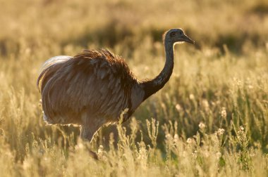 Greater Rhea, Rhea americana, La Pampa , Patagonia, Argentina