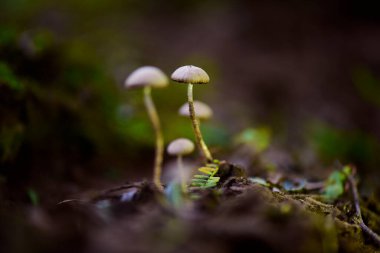 Fungus on the Calden Forest soil, La Pampa Province, Patagonia, Argentina.