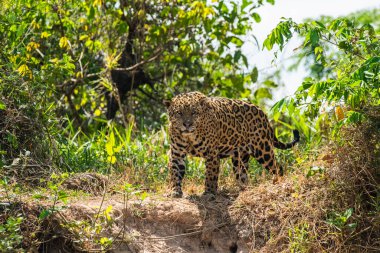 Jaguar in Mato Grosso forest environment,Pantanal,Brazil