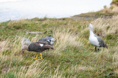 Upland Goose, Chloephaga picta, Tierra del Fuego National Park, Patagonia, Argentina. clipart