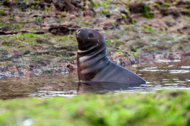 Sea Lion Baby, Peninsula Valdes, Chubut Province, Patagonia Argentina.
