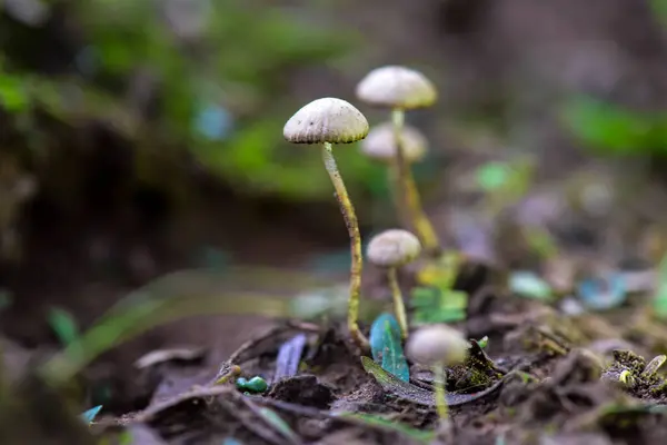 stock image Fungus on the Calden Forest soil, La Pampa Province, Patagonia, Argentina.