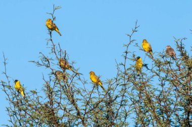 Hooded Siskin, Spinus magellanicus, in Calden Forest environment, La Pampa, Argentina.