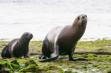 Mother and Baby  Sea Lion, Peninsula Valdes, Chubut Province Patagonia Argentina clipart