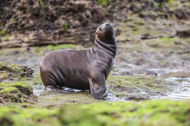 Sea Lion Baby, Peninsula Valdes, Chubut Province, Patagonia Argentina. clipart