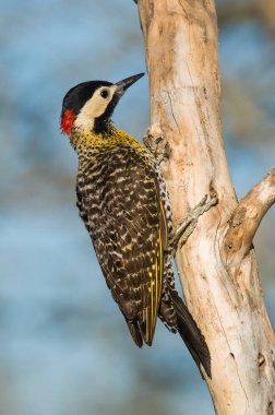 Green barred Woodpecker in forest environment,  La Pampa province, Patagonia, Argentina.