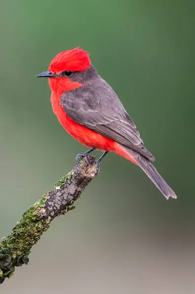 stock image Vermilion Flycatcher male perched, La Pampa, Patagonia,  Argentina