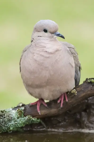 stock image Eared Dove,Zenaida auriculata , Calden forest, La Pampa Province, Patagonia,, Argentina.