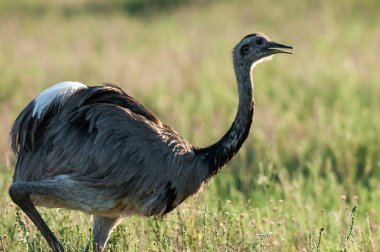 Greater Rhea, Rhea americana, La Pampa , Patagonia, Argentina